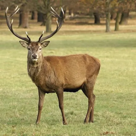 Sweet Апартаменты *